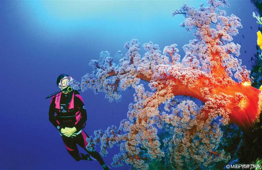 Разнообразие коралловых формаций и цветов
