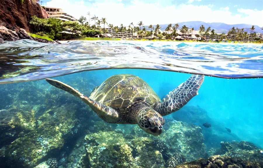 Природные чудеса Сейшельских островов: подводные сады удивительной красоты
