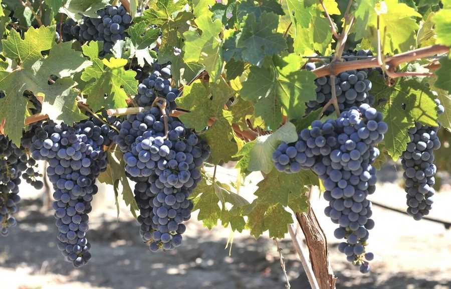 Виноградные сорта: история и современность